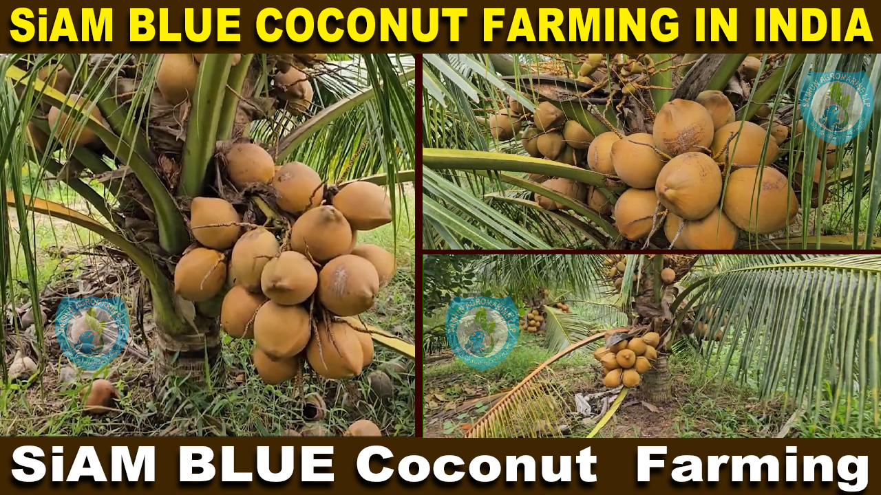 Vietnam (SiAM Blue) DWARF Coconut Plants